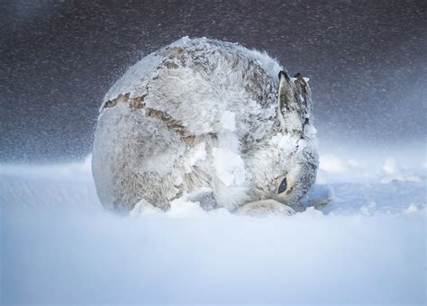 25 Peoples Choice Finalists From The 2020 Wildlife Photographer Of The