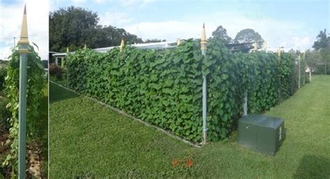 There are plenty of climbing plants and flowering vines for growing on a trellis system. Fast-growing vine for privacy trellis