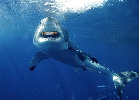 Sharks With Human Teeth