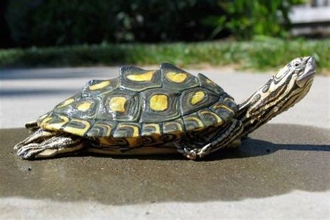 A Small Turtle Sitting On Top Of A Cement Road