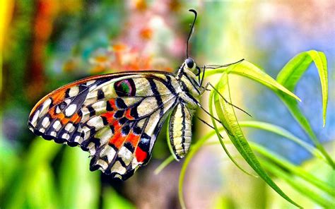 Butterfly Wallpaper ·① Download Free Beautiful Full Hd