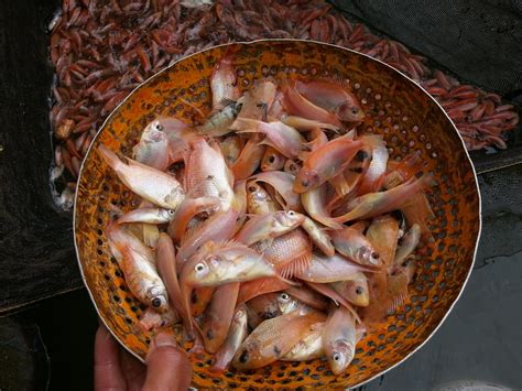 Bibit Ikan Nila Merah
