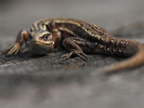 Researchers Describe First Recorded Predation Of Irelands Only Lizard