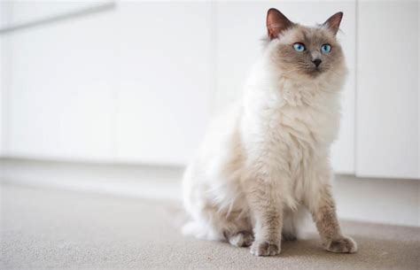 Ragdoll Cat Price Breakdown What Do They Cost Lovetoknow Pets