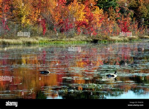 New Hampshire Colorful Fall Foliage Along Ponds Roadway And Fields