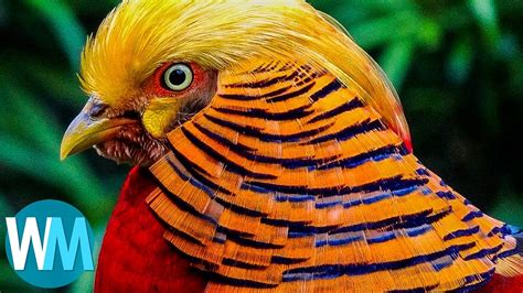 Top 10 Most Stunningly Beautiful Birds In The World Photography Video