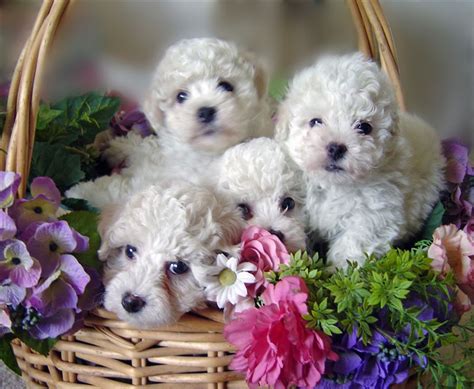 Bichon Frise Puppies In Minnesota Experienced Breeders Of Bichon Frise