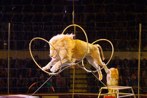 Écoréseau Business Fin Des Animaux Sauvages Dans Les Cirques