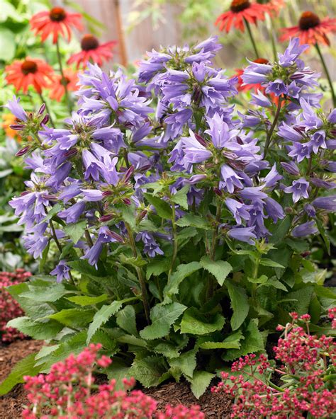 We would like to continually evolve this experience channel, and welcome all comments and. Campanula 'Viking' PP#21021 | Plants Nouveau