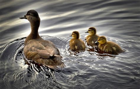 What Do Baby Ducks Eat In The Wild And As Pets Pet Keen