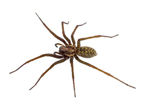 Weiser House Spider Control Archives Get Lost Pest Control