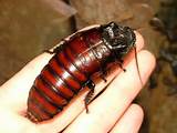 Pictures of Biggest Cockroach Ever