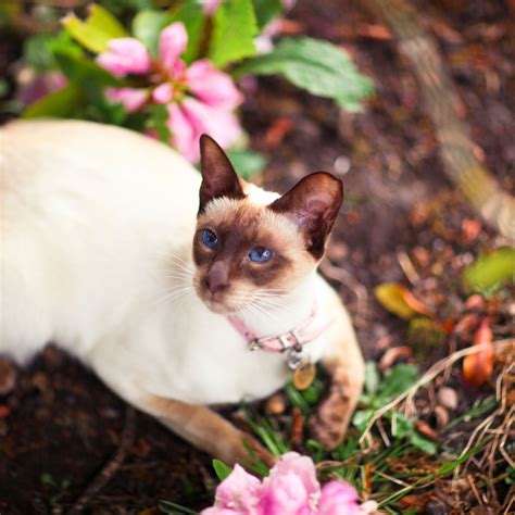 Traditional Siamese Cat Breeders Uk