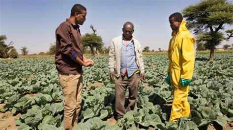 Smallholder Farmers Feeding Ethiopias Cities Africaontherise