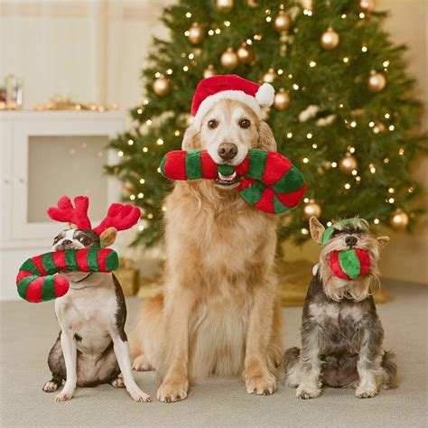 How To Make Your Home A Festive Haven For Pets Dog Christmas Card