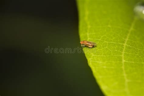 Macro Photography Of A Beautiful Bug On A Leaf Stock Photo Image Of