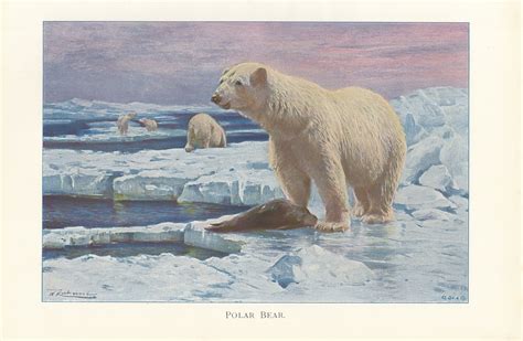 Polar Bears On Icebergs Wildlife Antique Art Print 1901 Etsy Polar