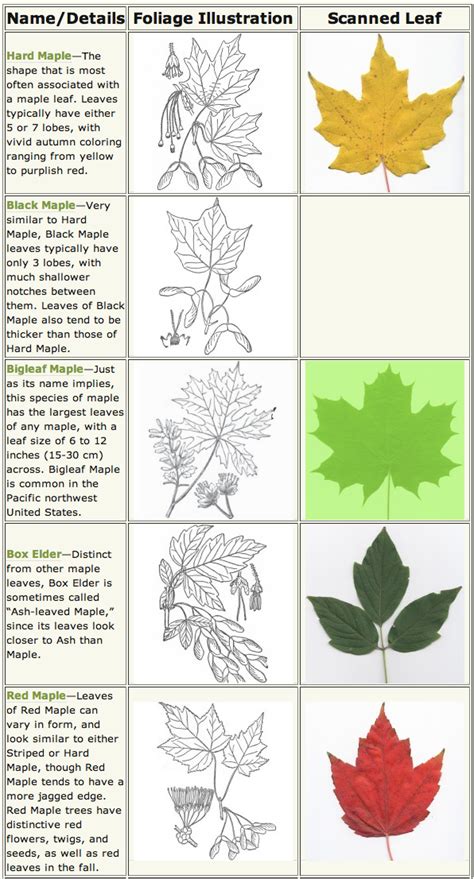 Chart Arkansas Tree Identification