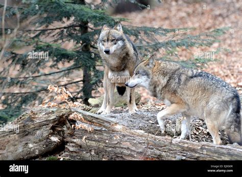 Wolf Animal Wolves Wood Forest Two Germany Europe Predators