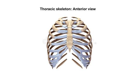The rib cage is the arrangement of ribs attached to the vertebral column and sternum in the thorax of most vertebrates, that encloses and protects the vital organs such as the heart, lungs and great vessels. Thoracic Skeleton Anterior View Stock Illustration ...