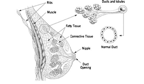 Start studying master fitness(muscle anatomy). Anatomy of the female breast 69 | Download Scientific Diagram