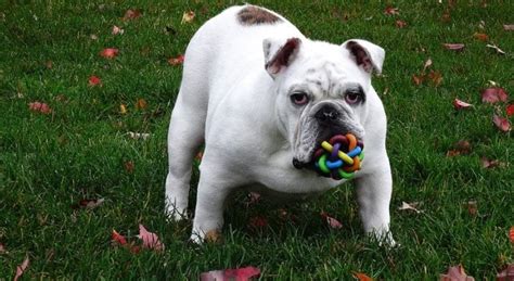 10 Best Indestructible Dog Toys Spanielking