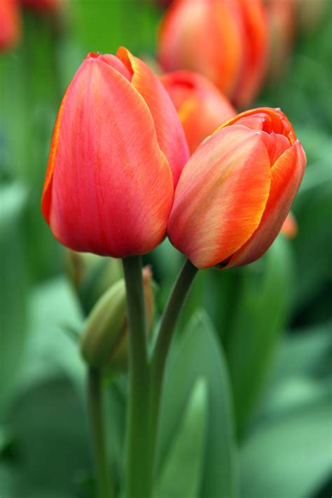 Red Tulips Free Stock Photo Public Domain Pictures