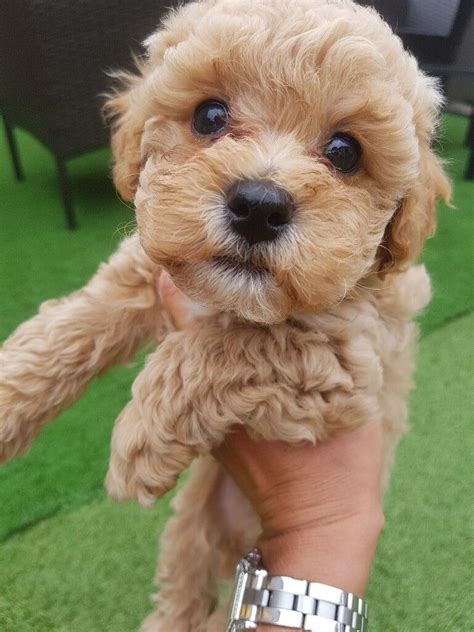 Poochon Puppies Bichon X Toy Poodle In Iver Buckinghamshire Gumtree