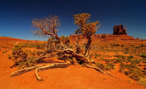 Desert Tree In Monument Valley Stock Photo Image Of Navajo Looking