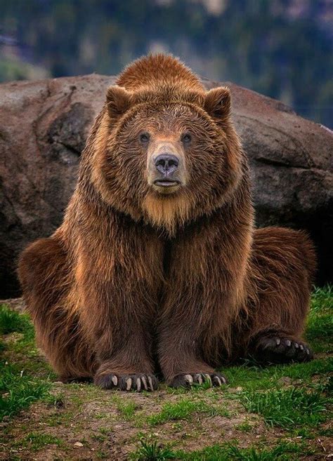 Grizzly Nature Animals Animals And Pets Baby Animals Cute Animals