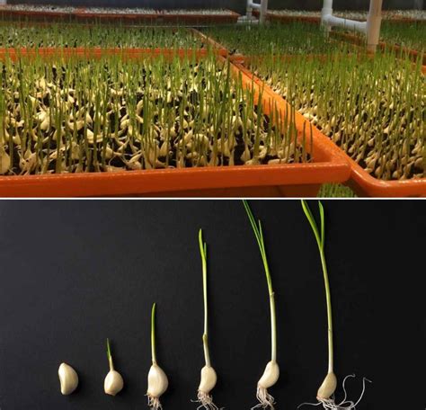 Growing Garlic Hydroponically Nutrients For Garlic Plants Gardening Tips
