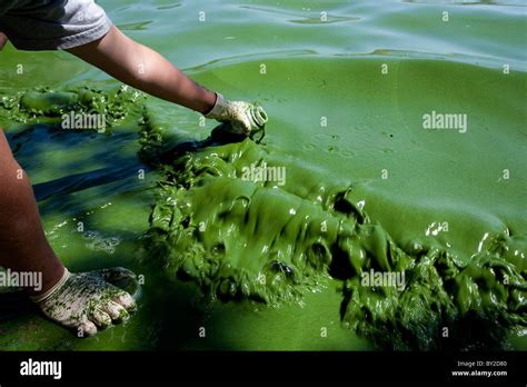 A Water Quality Researcher Samples Toxic Blue Green Algae In The Stock