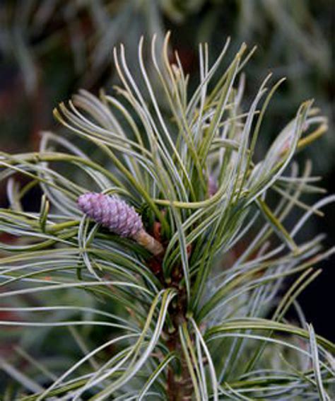 Pinus Strobus Mini Twist Twisted Needle Dwarf Eastern White Pine