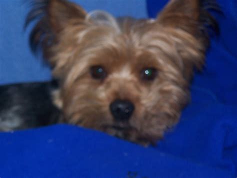 A teacup yorkie is a tiny version of yorkiee breeders. Yorkie Rescue - Yorkshire Terrier dogs for adoption in ...