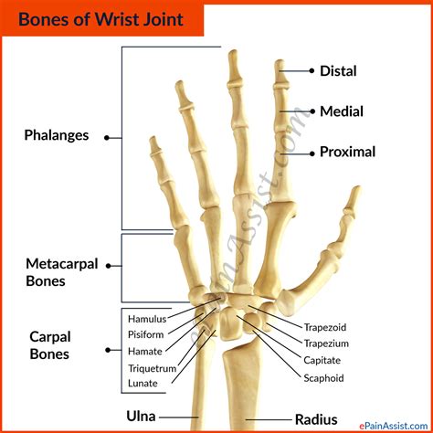 Bones In The Wrist Of A Human Being Structure With Labeled Diagram My
