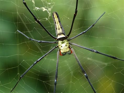 Giant Wood Spider On Tree Smithsonian Photo Contest Smithsonian