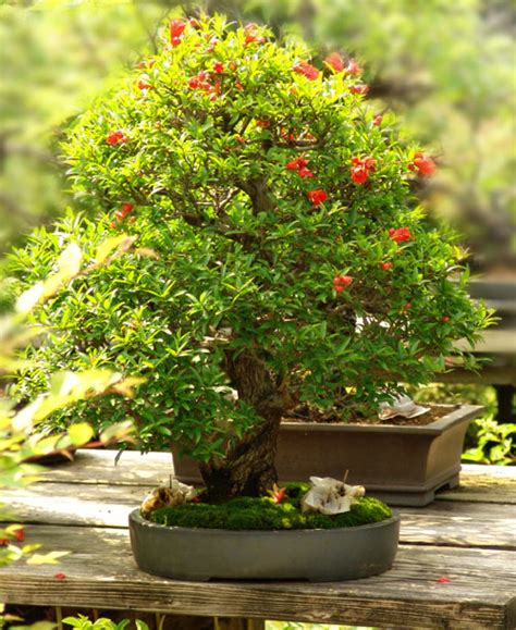 Gardeners have been shaping living trees, shrubs and other plants into bonsai for thousands of years. Get Much Information: Bonsai Trees & Plants