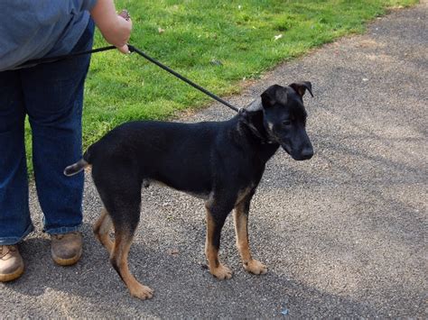 Maybe you would like to learn more about one of these? Bailey - 6 month old male German Shepherd Cross dog for ...