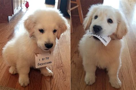 14 Dog Posts From This Week That Are Honestly Just Really Important