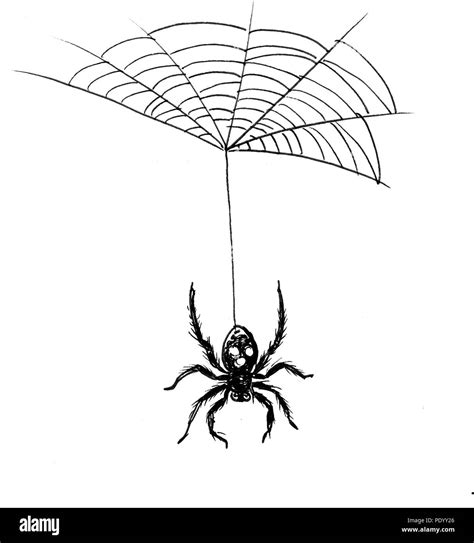 Spider Hanging On The Web Ink Black And White Illustration Stock Photo