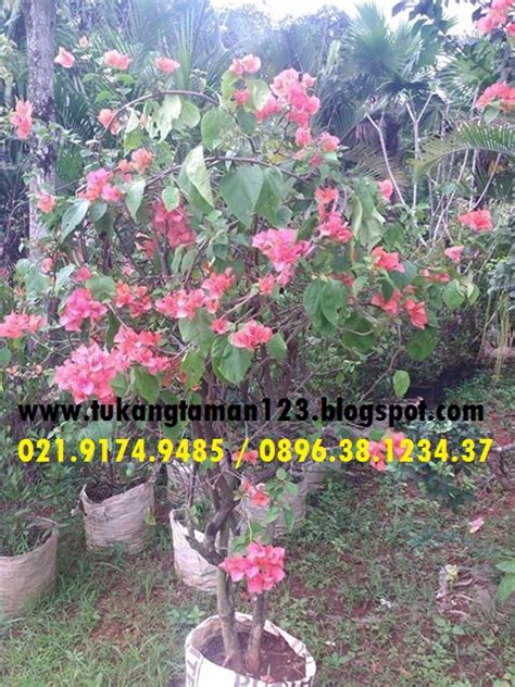 4.5 / 5 ( 27 votes ). POHON BOUGENVILLE MURAH | BUNGA KERTAS | JUAL BONSAI ...