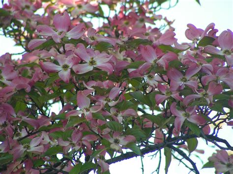 In fact, millions of seedlings and budded trees are produced every year for commercial nurseries around the country. STELLAR PINK DOGWOOD | Pink flowering trees, Flowering ...