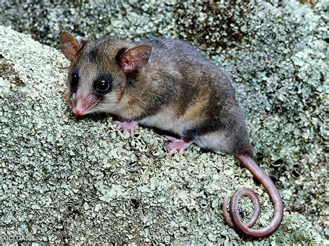 Mountain Pygmy Possum Critically Endangered Australia Animals
