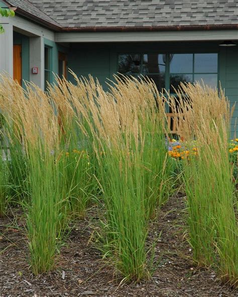 Departments Grass Karl Foerster Feather Reed 5