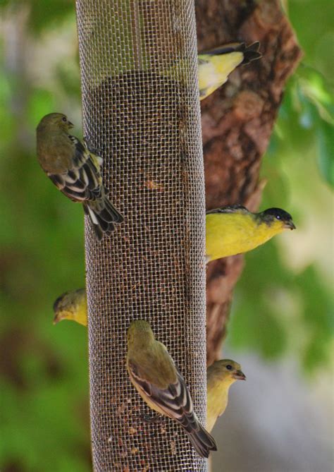 The lesser goldfinch (spinus psaltria) is a very small songbird of the americas. Birds of Sedona, Arizona, mia's place, oak creek canyon