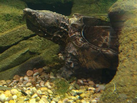 Nuestra excursión de snorkel express en marino ballena costa rica, lo transportará en barco hacia dos fantásticos puntos con condiciones de snorkel óptimas. 13 Datos Curiosos sobre las Tortugas que te sorprenderán