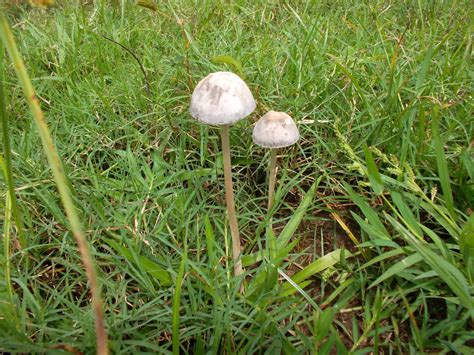 Need Id Philippines Mushroom Hunting And Identification Shroomery