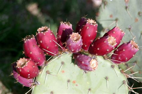 Raw, it tastes like watermelon. Stories For Children