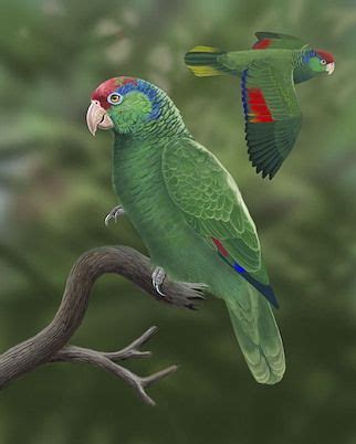 Red-crowned Parrot - Whatbird.com in 2021 | Parrot, Parrot ...