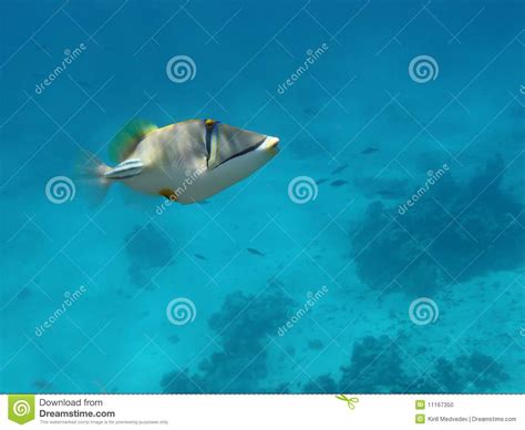 Arabian Picasso Triggerfish Stock Photo Image 11167350